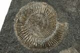 Fossil Ammonite (Dactylioceras) Cluster - Posidonia Shale, Germany #304985-1